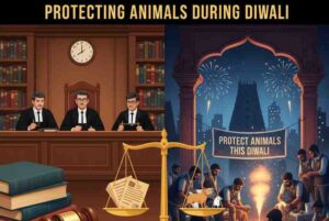 Protecting Animals During Diwali: Legal Measures and Rescue Efforts in Chennai